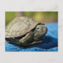 Search for juvenile postcards Young