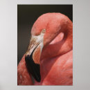 Search for chilean posters Flamingo