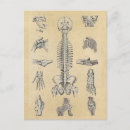 Search for skeletal postcards Medical