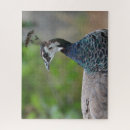 Search for peafowl Colourful