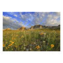 Search for montana art Chuck haney