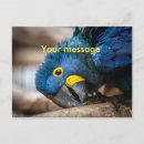 Search for macaw parrot postcards Cute