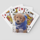 Search for golden retriever playing cards Puppy