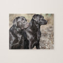 Search for black labrador puzzles Pet