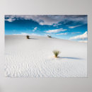 Search for yucca White sands