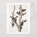 Search for bird print postcards Audubon