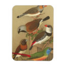 Search for branche magnets Tree branch