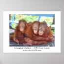 Search for orangutan posters Wildlife