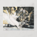 Search for american shorthair tabby postcards Pet
