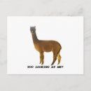Search for camelids postcards Llama