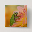 Search for green tree frog badges Hyla regilla