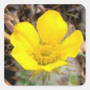 Search for north to alaska stickers Denali national park