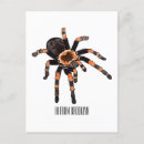 Search for invertebrates postcards Insect