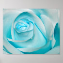 Search for turquoise flowers posters Petals