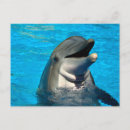 Search for bottlenose postcards Dolphin