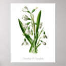 Search for snowflake posters Minimalist