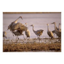 Search for grus Communication