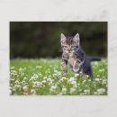 Search for run postcards Pets