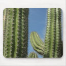 Search for barrel cactus electronics Desert