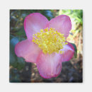 Search for apple square magnets Nature
