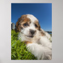 Search for copying posters Animal