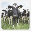 Search for photo camera stickers Humour