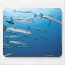 Search for barracuda electronics Animals