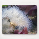 Search for anemone mousepads Animal