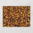 Search for a worm postcards Bug