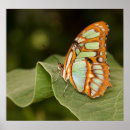 Search for malachite art Insect