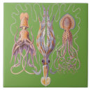 Search for octopus tiles Ernst haeckel