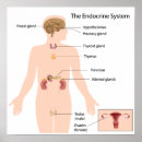 Search for hormone Ovary