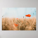 Search for red poppies posters Wildflower