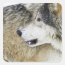Search for timber wolf stickers Animals hunting