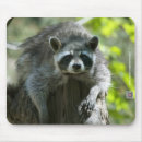 Search for coons mousepads Wild