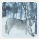 Search for winter wolf stickers Nature
