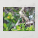 Search for webs postcards Nature