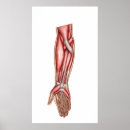 Search for forearm Muscle