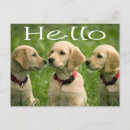 Search for golden retriever puppies postcards Puppy
