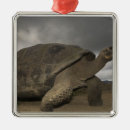 Search for ecuador christmas tree decorations Giant tortoise