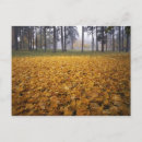 Search for large format postcards Autumn