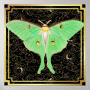 Search for luna moth art Insect