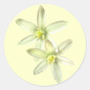 Search for star of bethlehem stickers Flowers