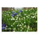 Search for snowdrop art Nature