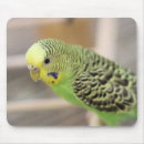 Search for kiwi bird electronics Green