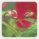 Search for begonia stickers Nature