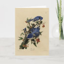 Search for blue jay cards Cyanocitta cristata