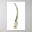 Search for backbone art Biology