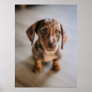 Search for cute dachshund posters Canine