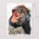 Search for red monkey postcards Cute